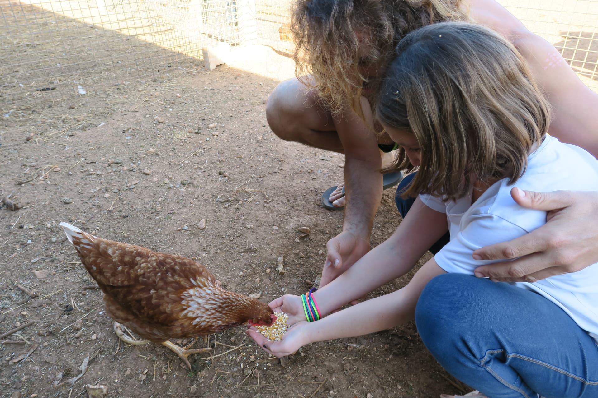 Una gallina en las manos