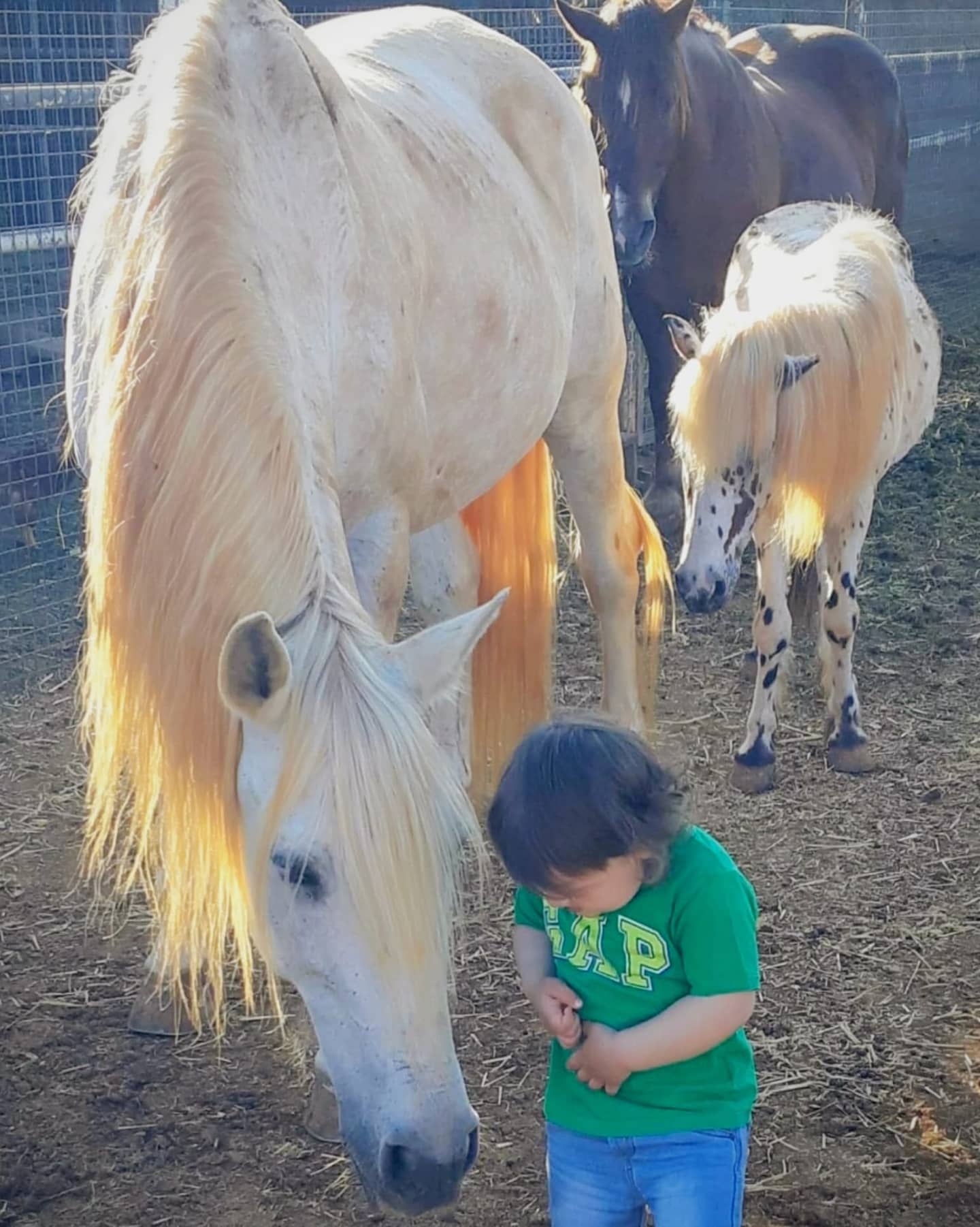 Entre la manada de caballos