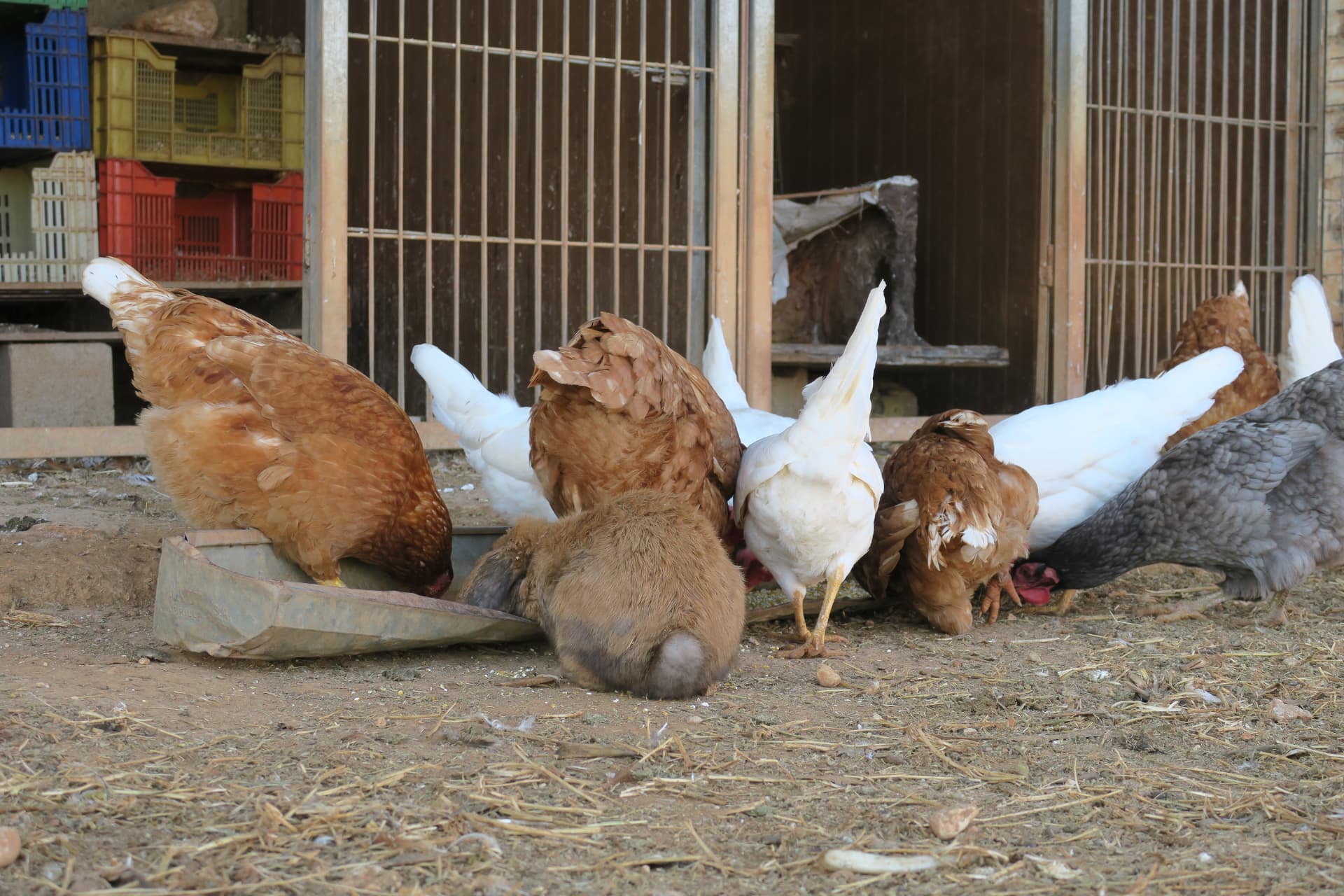 Gallinas y conejo comiendo
