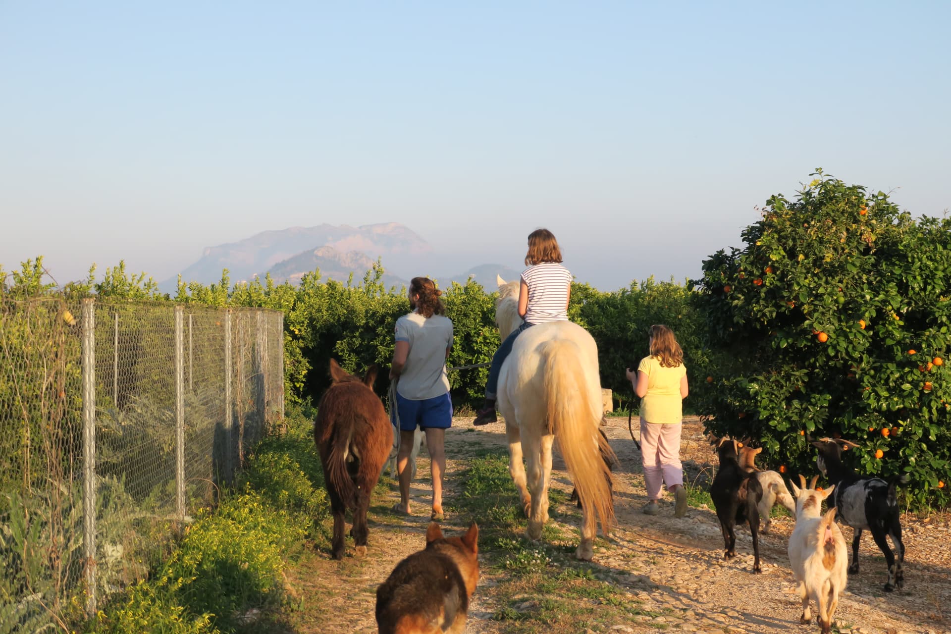 Paseo con los animales por la arboleda
