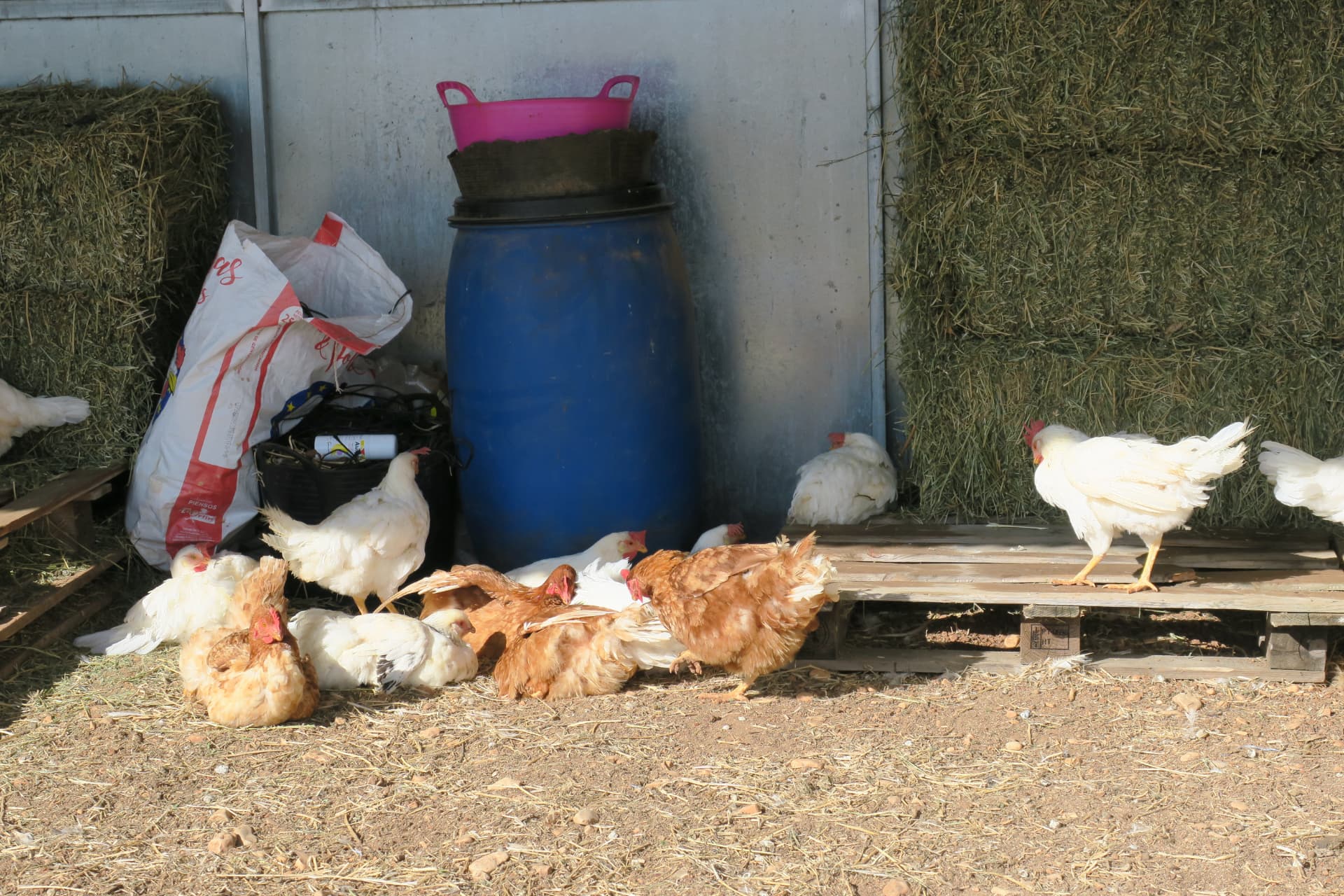 Gallinas entre las pacas de paja