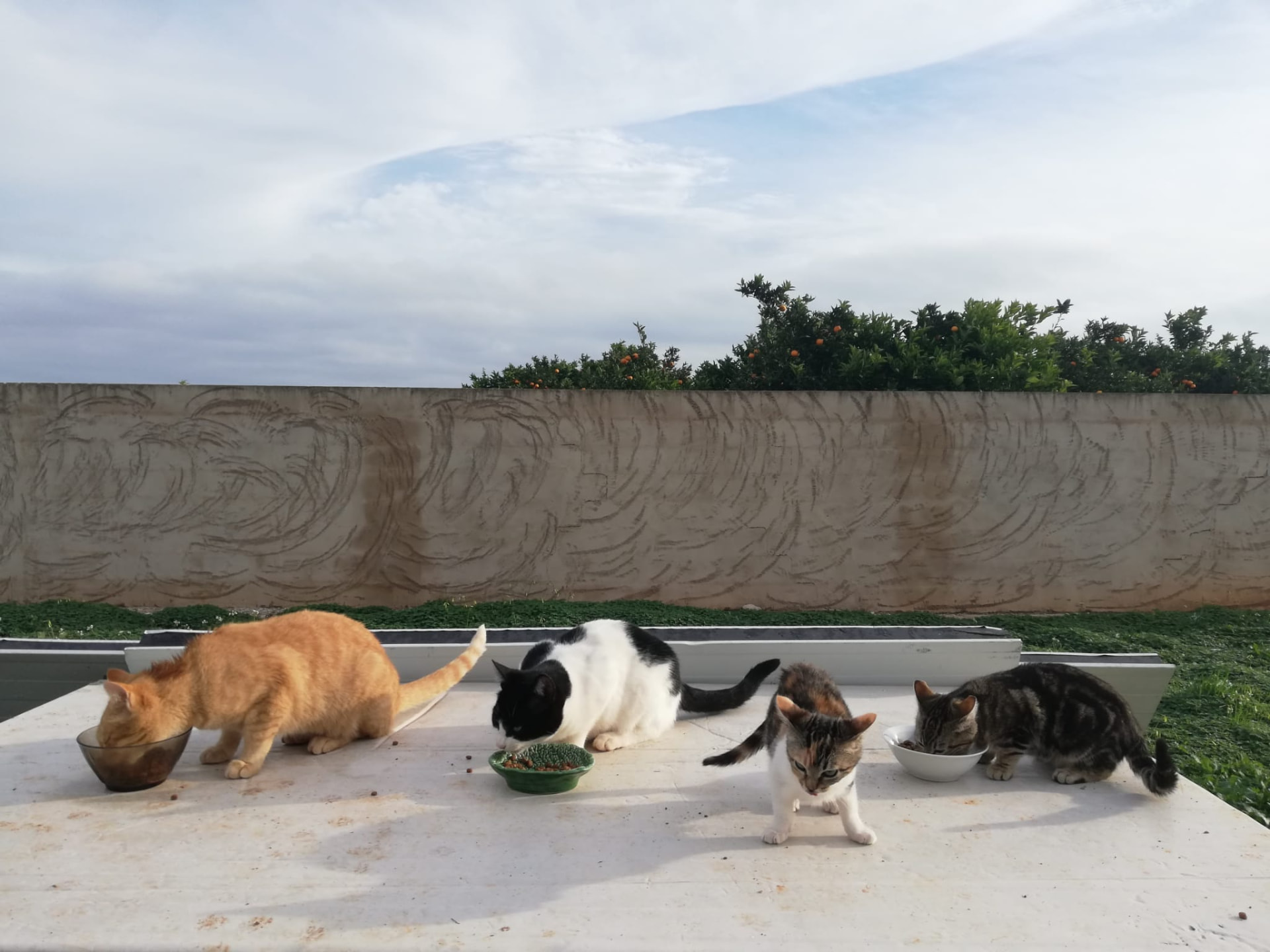 Los gatos del rancho