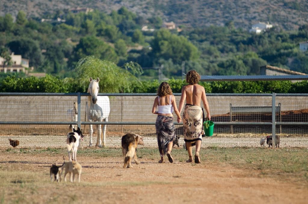 Caballos y perros en el campo
