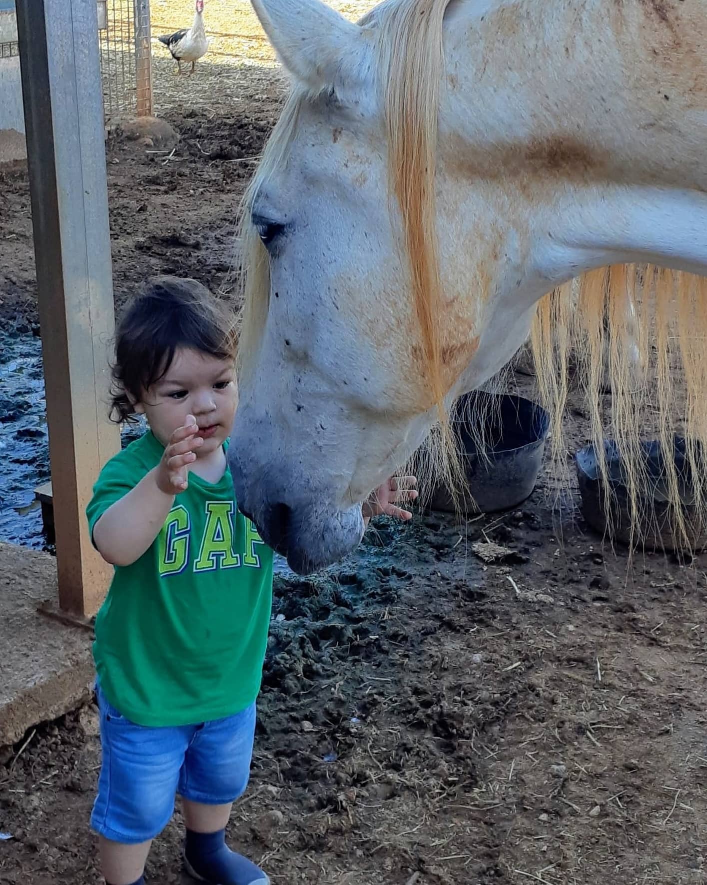 Primera caricia al caballo