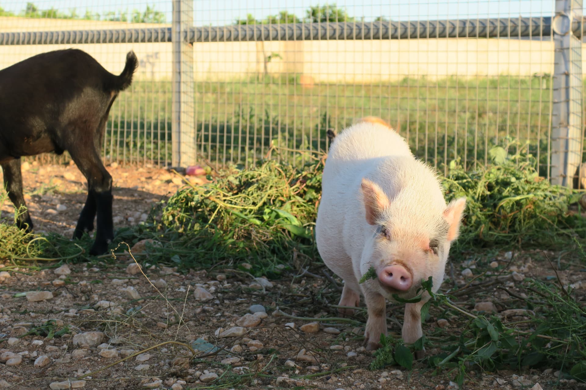 El cerdito y la cabra