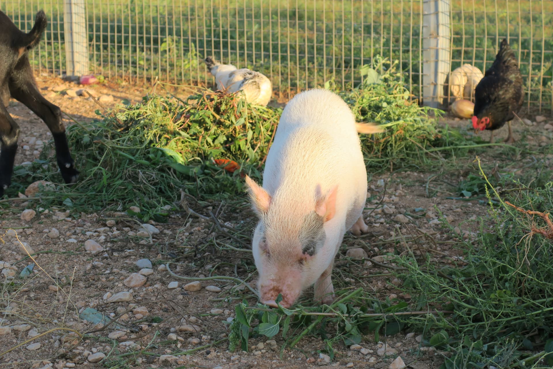 Cerdito y gallinas en el corral del rancho