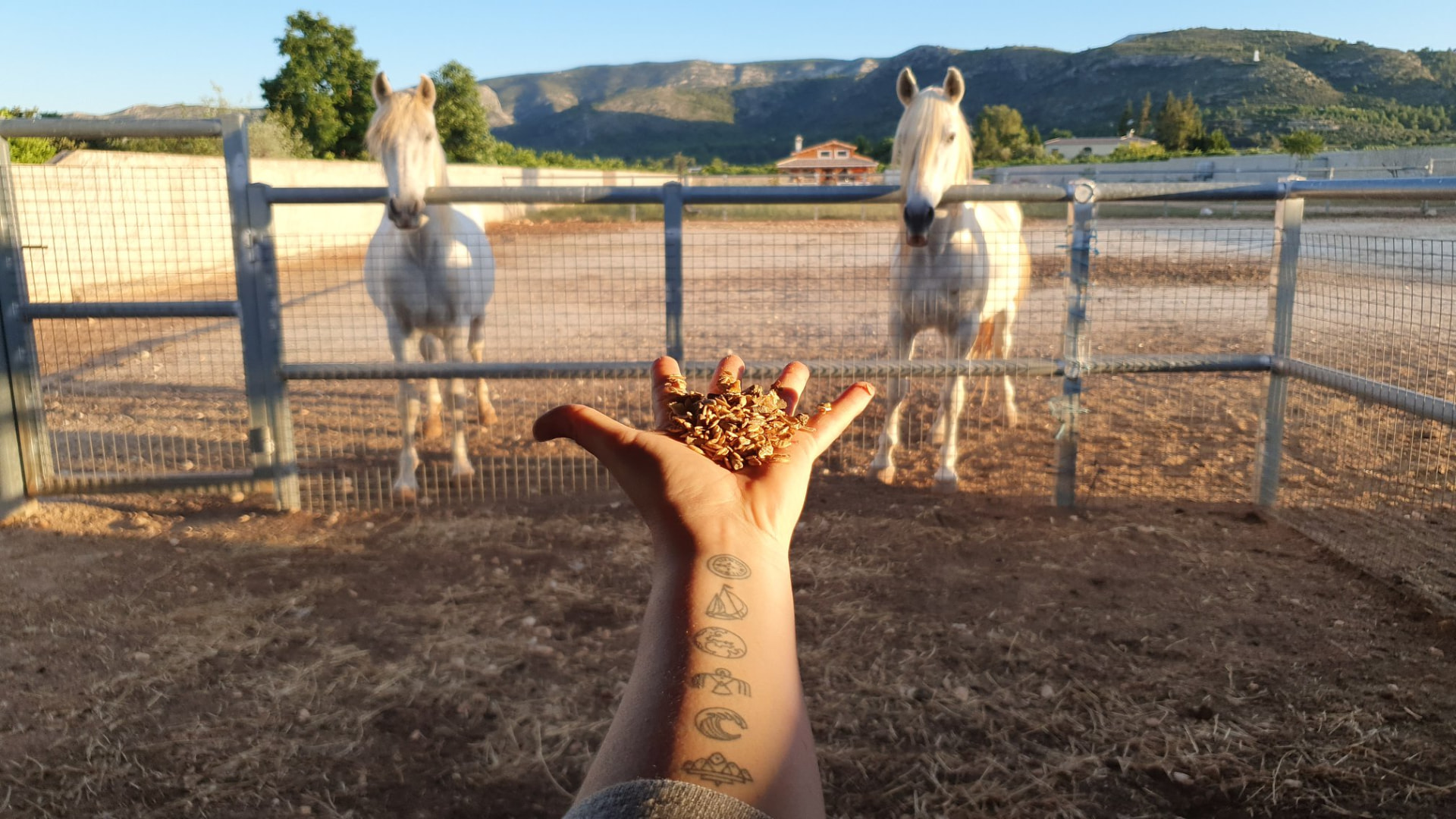 Dando de comer a los caballos