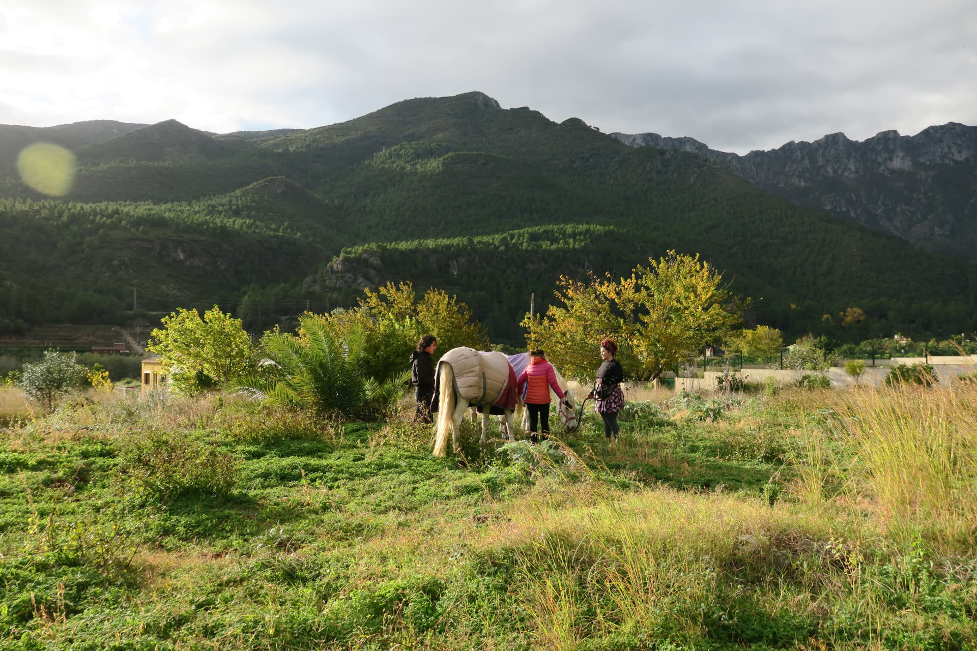 Caballos frente a la montaña