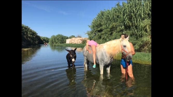El caballo y el burro refrescándose